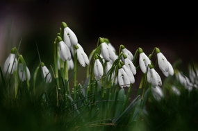 春天绿色花草丛白色雪莲花图片